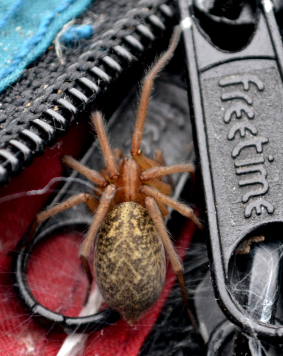 Eratigena agrestis - réti zugpók