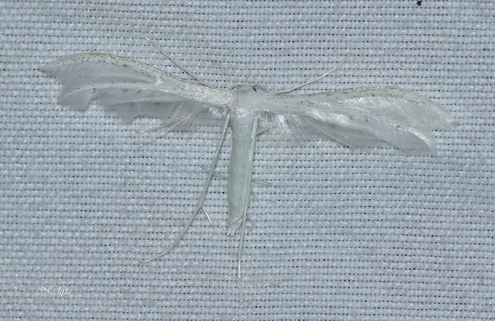 Pterophorus pentadactyla - fehér tollasmoly