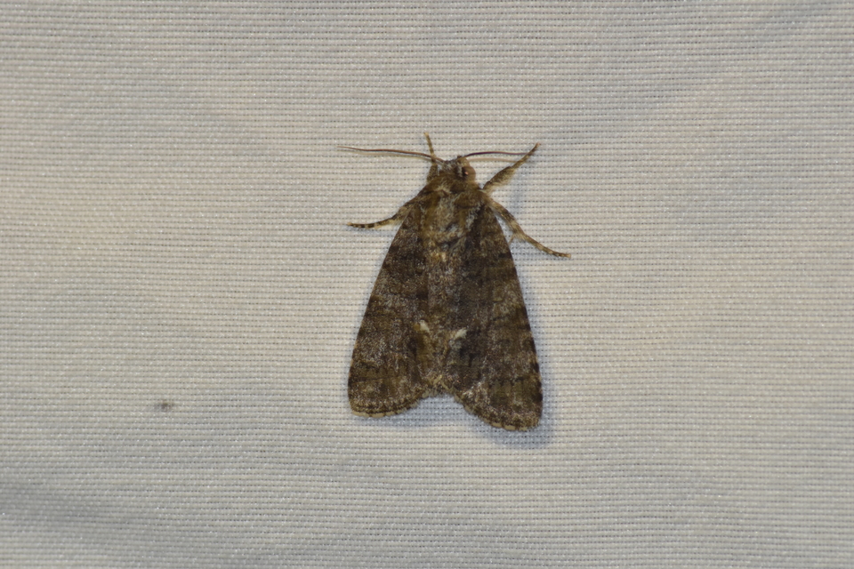 Acronicta rumicis - sóska-szigonyosbagoly