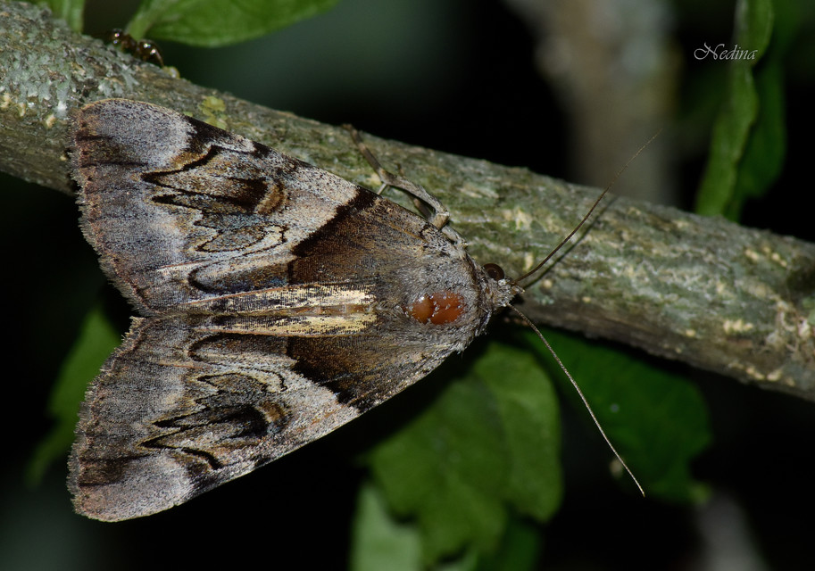 Catocala fulminea - galagonya-övesbagoly
