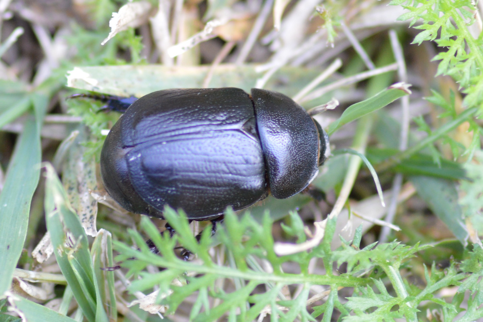 Pentodon idiota - butabogár