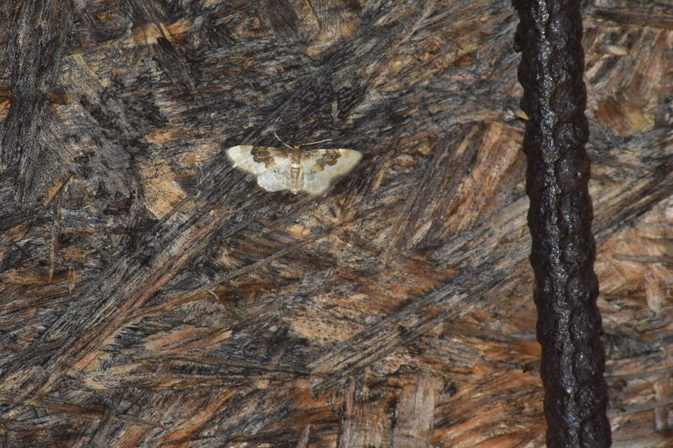 Idaea rusticata - tarka apróaraszoló