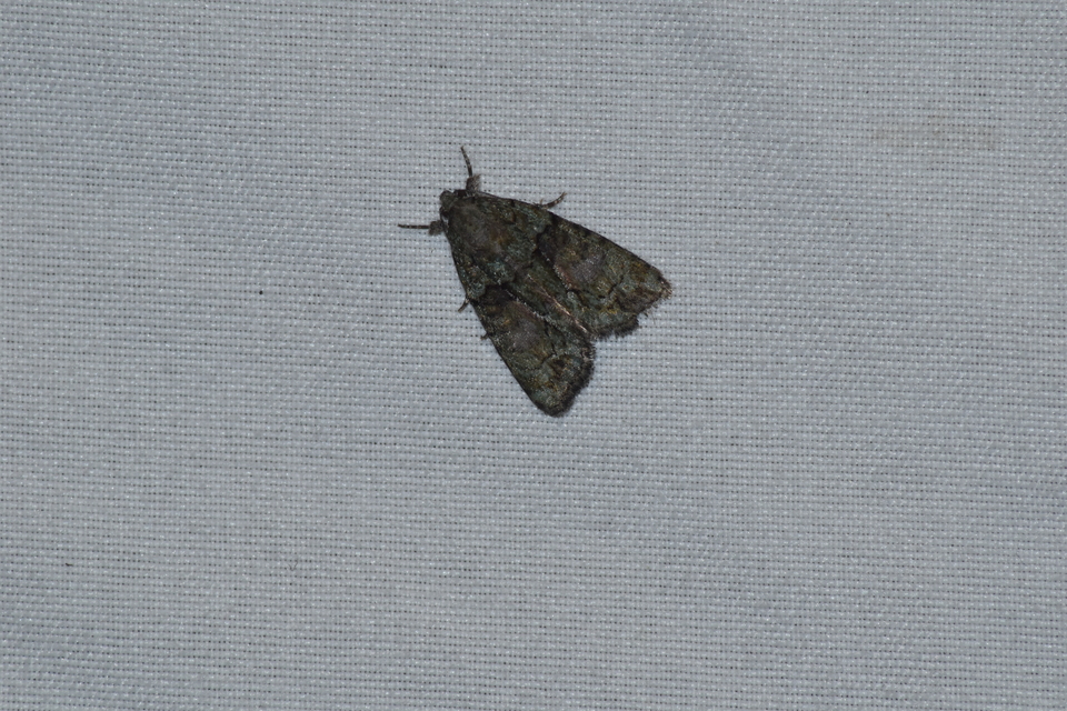 Cryphia algae - sárgászöld zuzmóbagoly