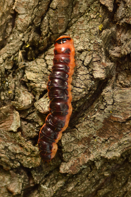Cossus cossus - fűzfarontólepke