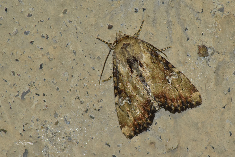 Loscopia scolopacina - csinos dudvabagoly