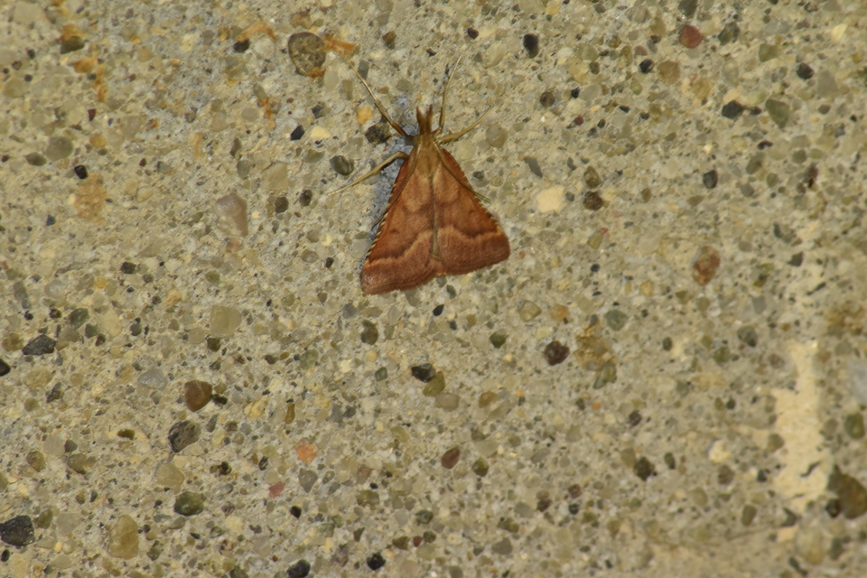Synaphe punctalis - hosszúlábú fényilonca