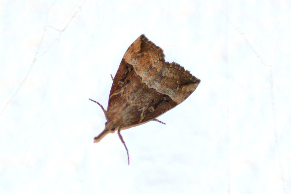 Hypena rostralis - közönséges karcsúbagoly