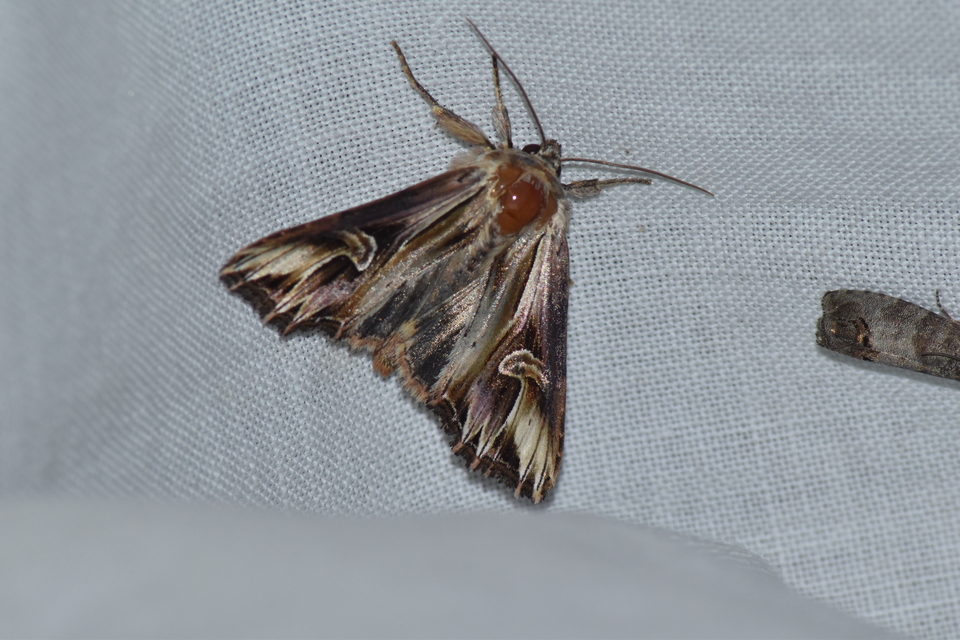 Actinotia polyodon - nagy sugarasbagoly