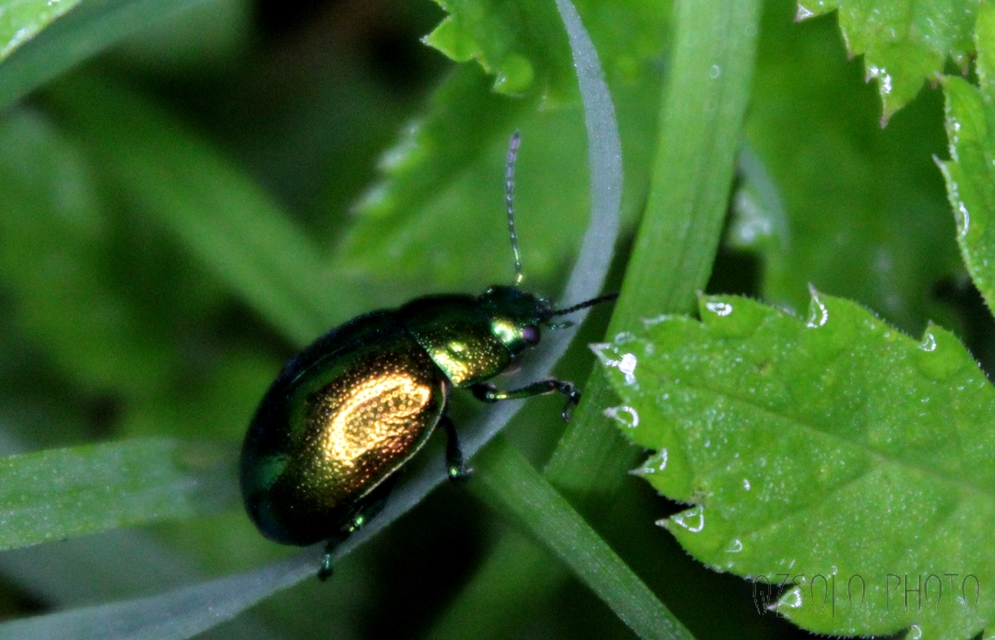 Chrysolina herbacea - zöld mentalevelész