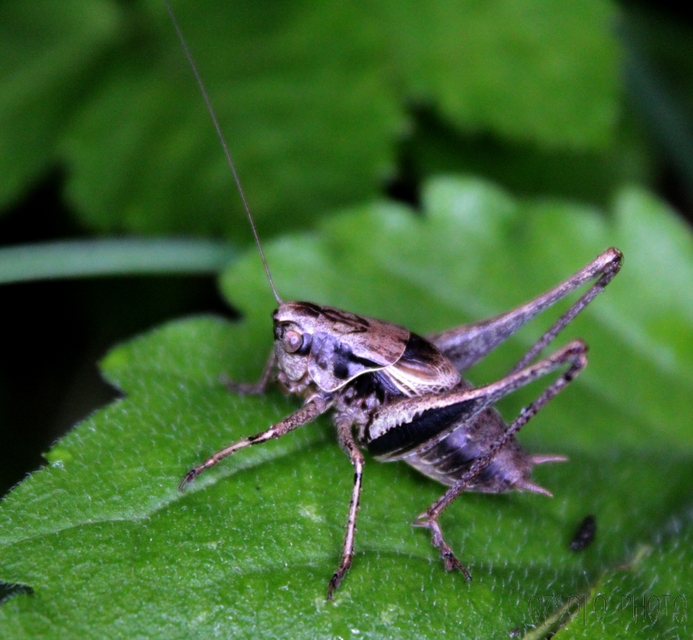 Pholidoptera griseoaptera - szürke avarszöcske