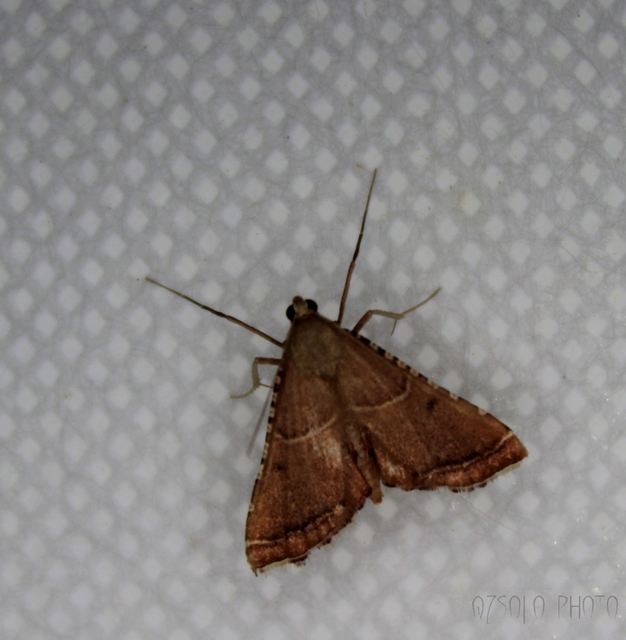 Endotricha flammealis - tüzesszárnyú fényilonca