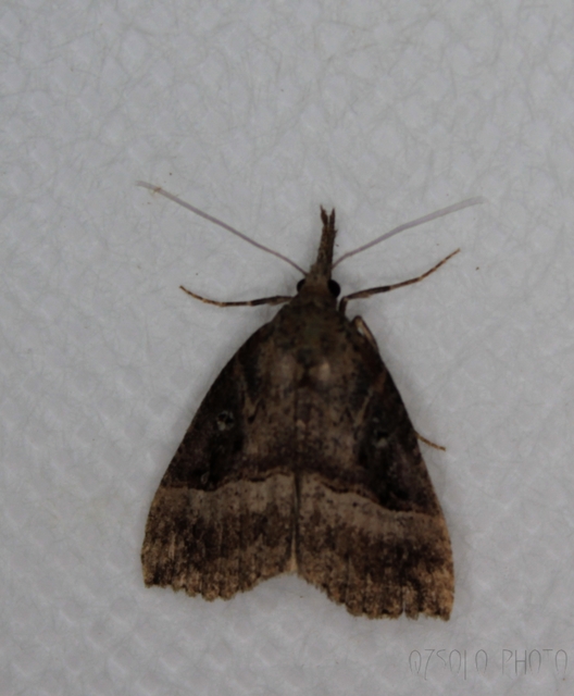 Hypena rostralis - közönséges karcsúbagoly