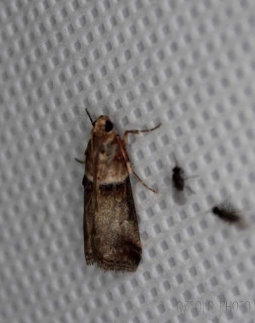 Acrobasis tumidana - bordás karcsúmoly
