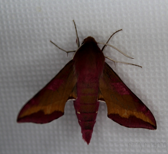 Deilephila porcellus - piros szender