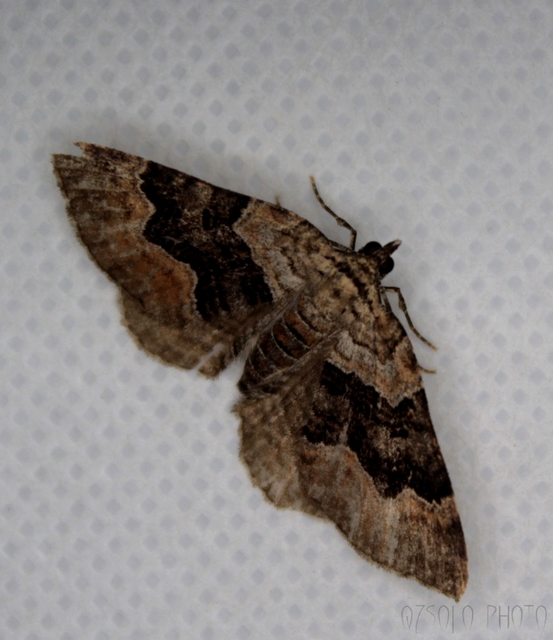 Xanthorhoe quadrifasiata - négysávos tarkaaraszoló