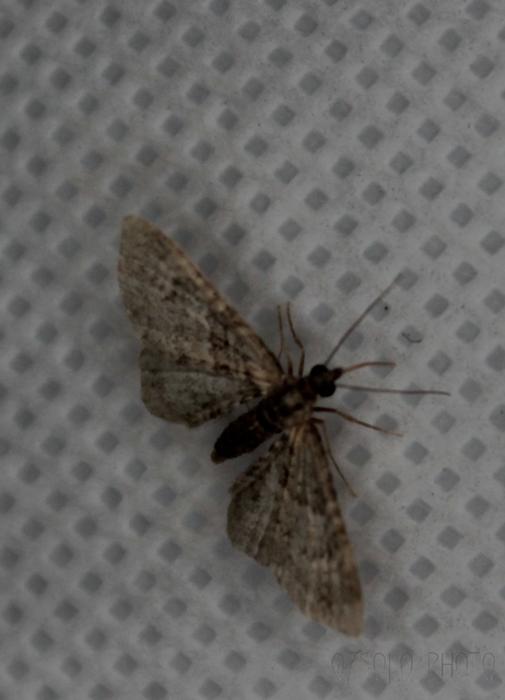 Gymnoscelis rufifasciata - vöröscsíkos törpearaszoló