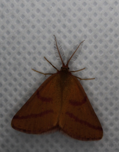 Lythria purpuraria - bíborsávos araszoló
