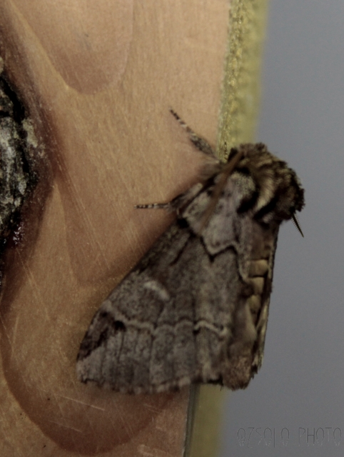 Drymonia obliterata - feketefoltos púposszövő