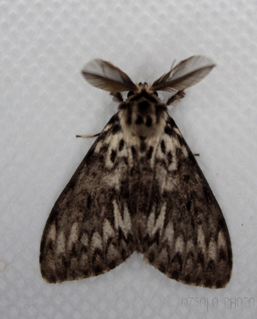 Lymantria monacha - apácalepke