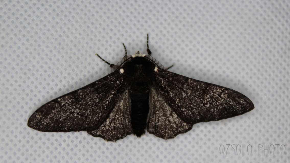 Biston betularia - szürkepettyes araszoló