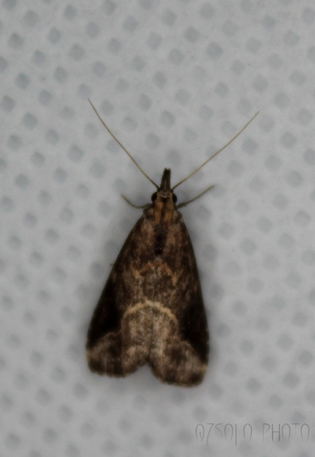 Schrankia costaestrigalis - keskenyszárnyú karcsúbagoly