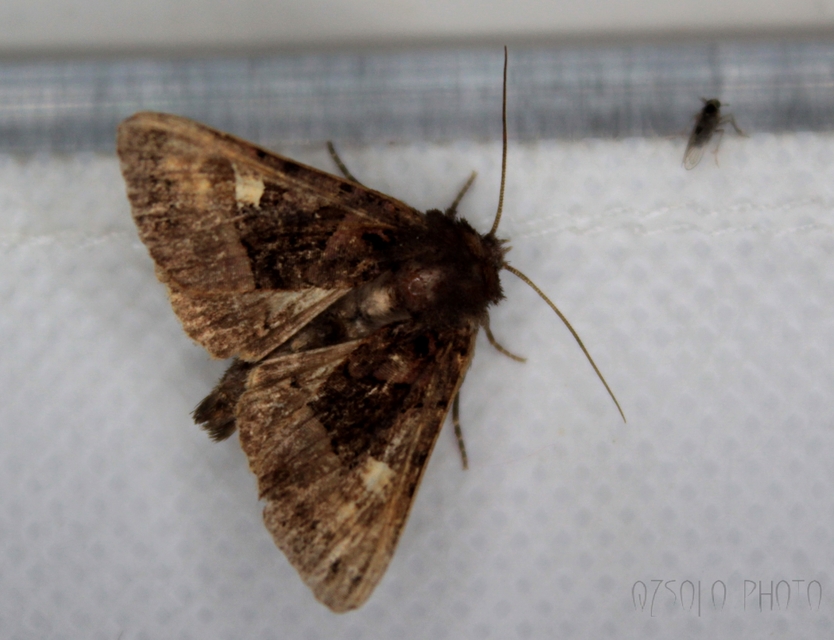 Euplexia lucipara - szeder-csipkésbagoly