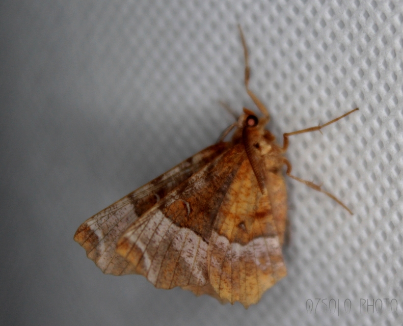 Selenia tetralunaria - négyfoltos holdasaraszoló