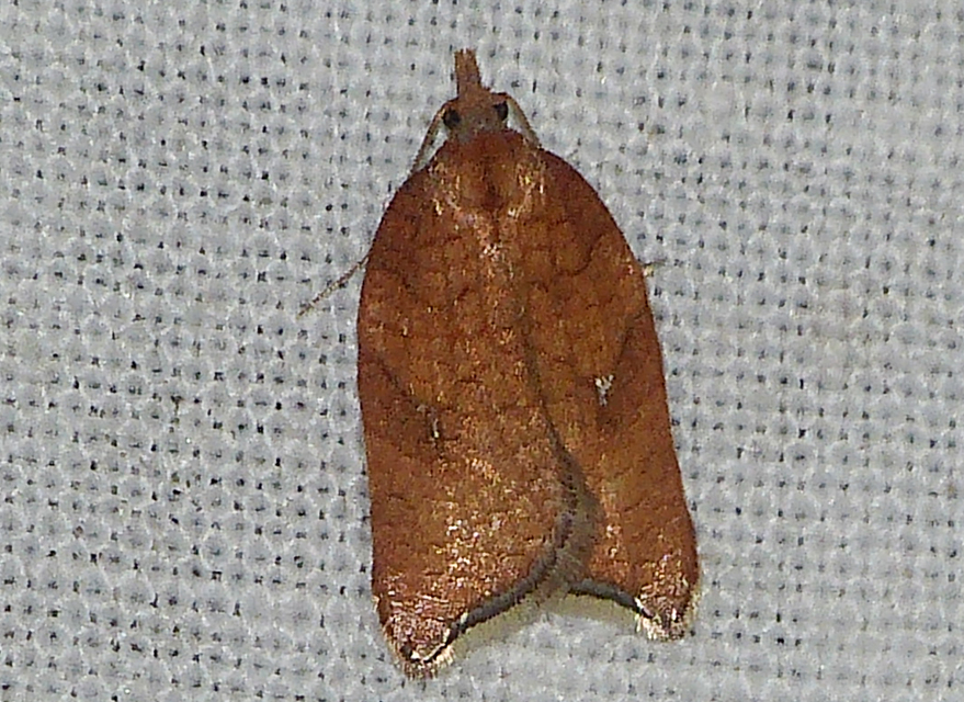 Acleris