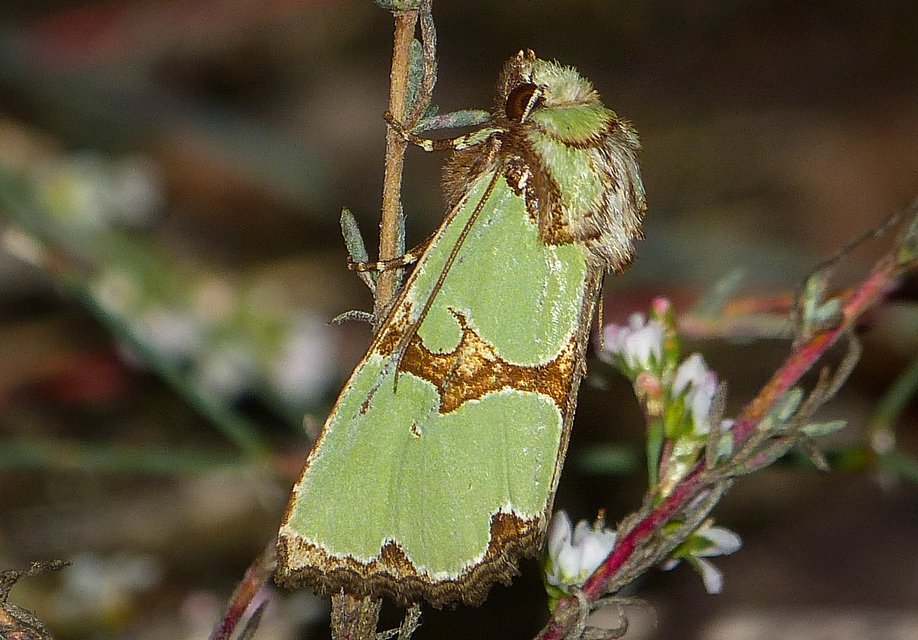 Staurophora celsia - buckabagoly