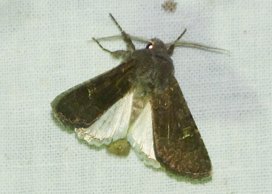 Aporophyla lutulenta - sziki őszibagoly
