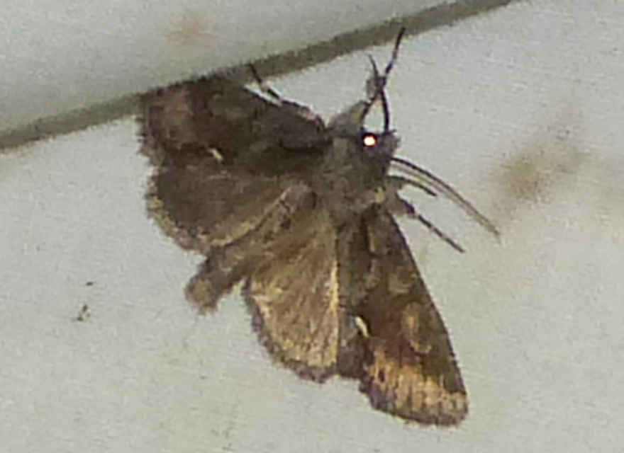 Allophyes oxyacanthae - galagonyabagoly
