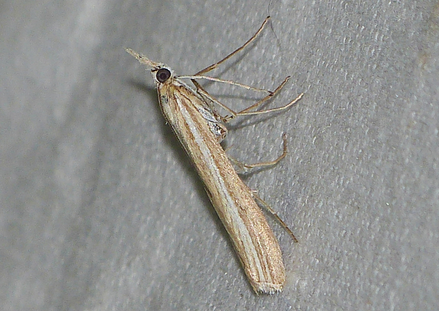 Agriphila tristella - gyászos fűgyökérmoly