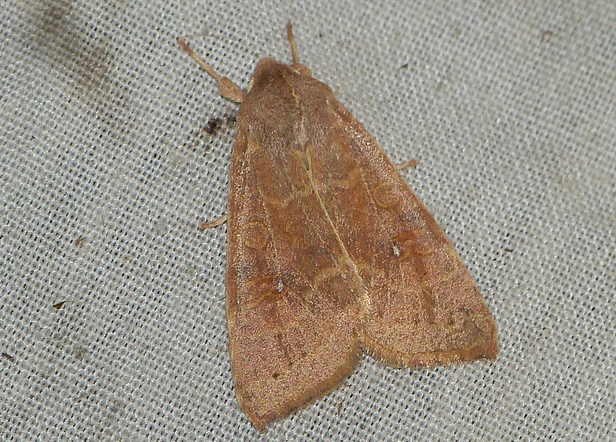 Cirrhia ocellaris - fakó sárgabagoly