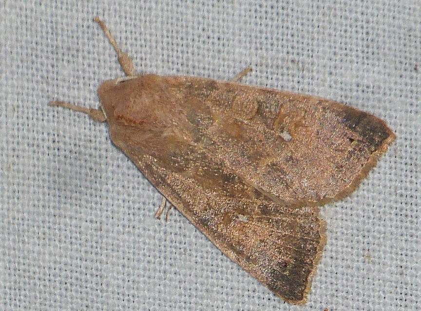Cirrhia ocellaris - fakó sárgabagoly