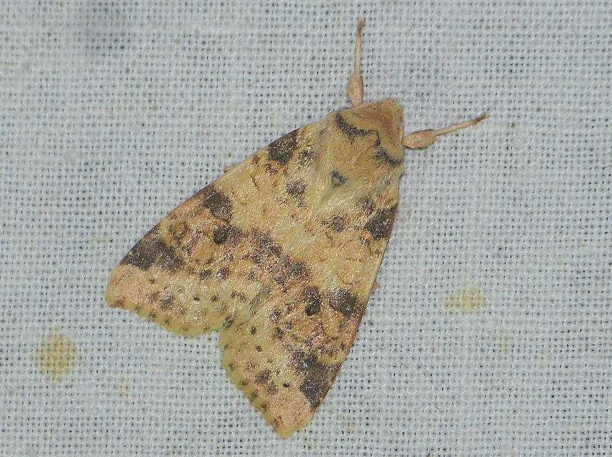 Cirrhia ocellaris - fakó sárgabagoly