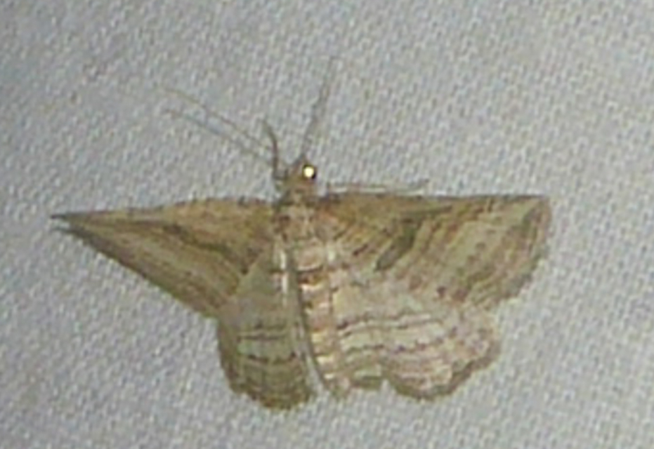 Costaconvexa polygrammata - soksávú araszoló