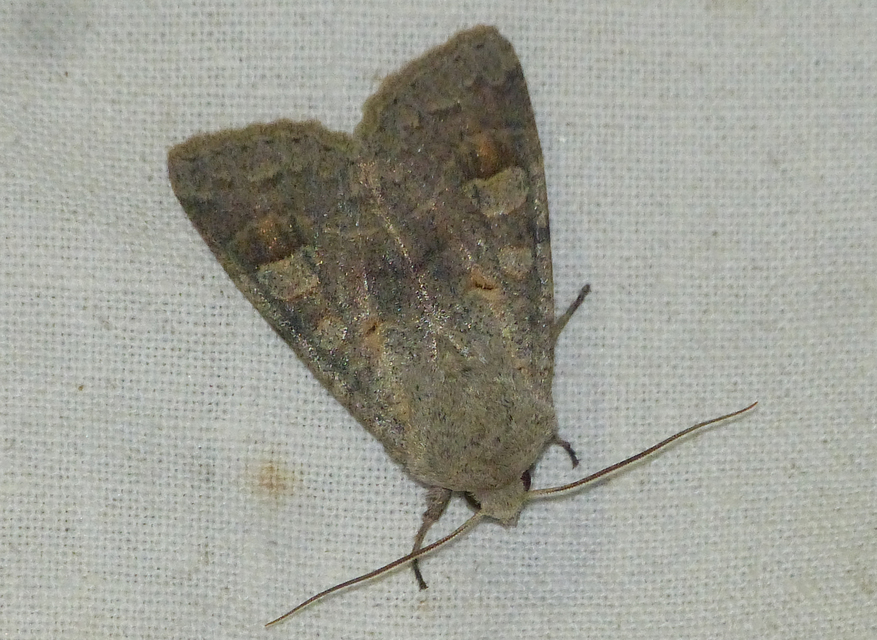 Ammoconia caecimacula - szürke őszibagoly