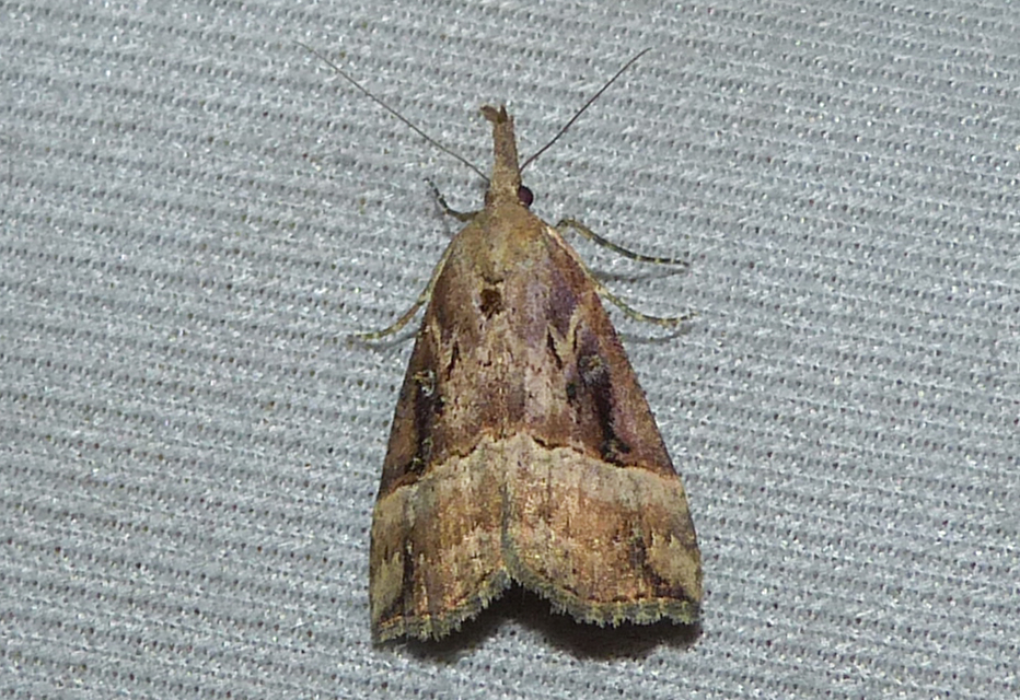 Hypena rostralis - közönséges karcsúbagoly
