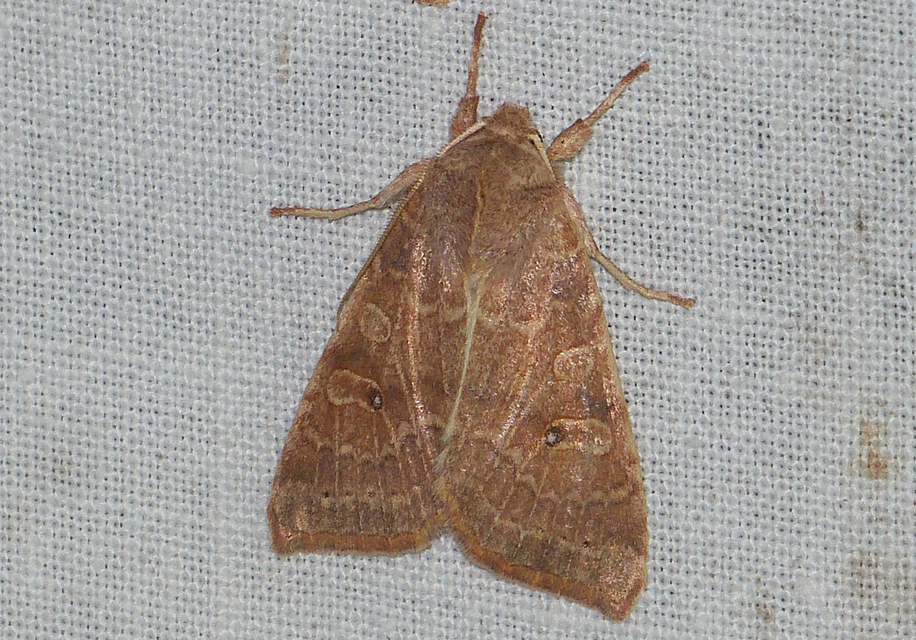 Cirrhia ocellaris - fakó sárgabagoly