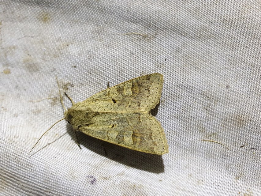 Ammoconia caecimacula - szürke őszibagoly