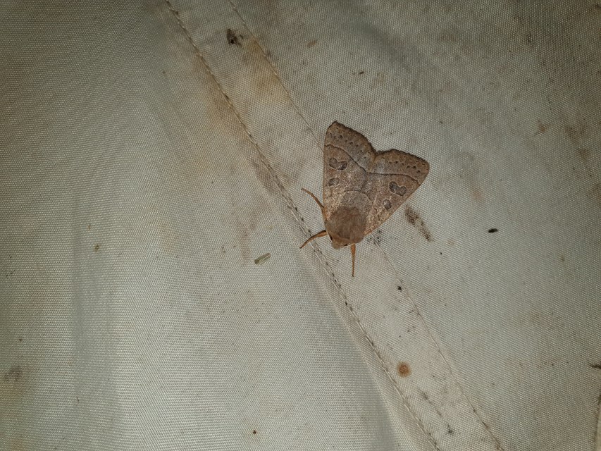 Mesogona acetosellae - madársóskabagoly