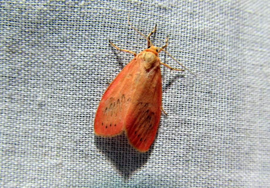 Miltochrista miniata - piros medvelepke