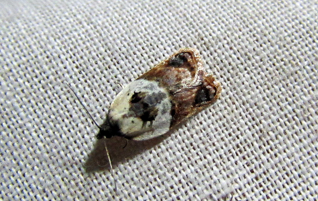 Acleris variegana - tarka levélmoly
