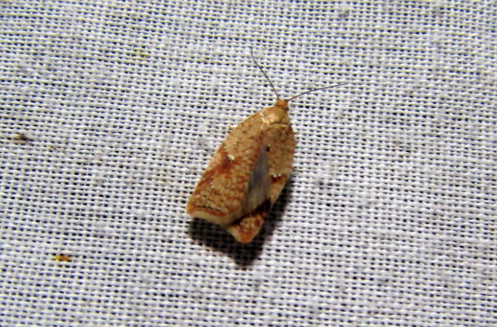 Acleris