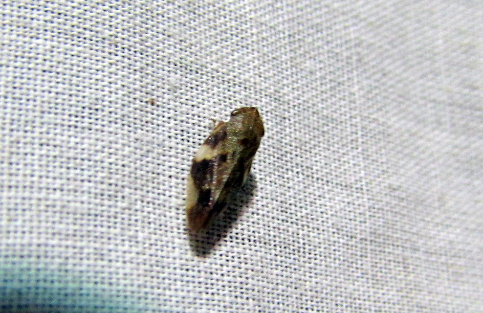 Aphrophora alni