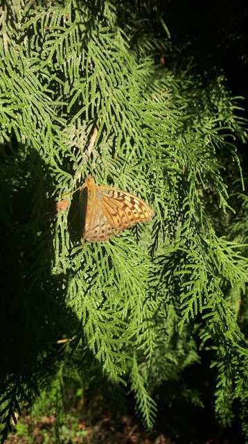 Argynnis pandora - zöldes gyöngyházlepke