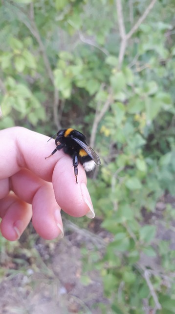 Bombus terrestris/lucorum