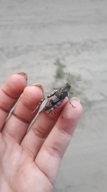 Oedipoda caerulescens - kékszárnyú sáska