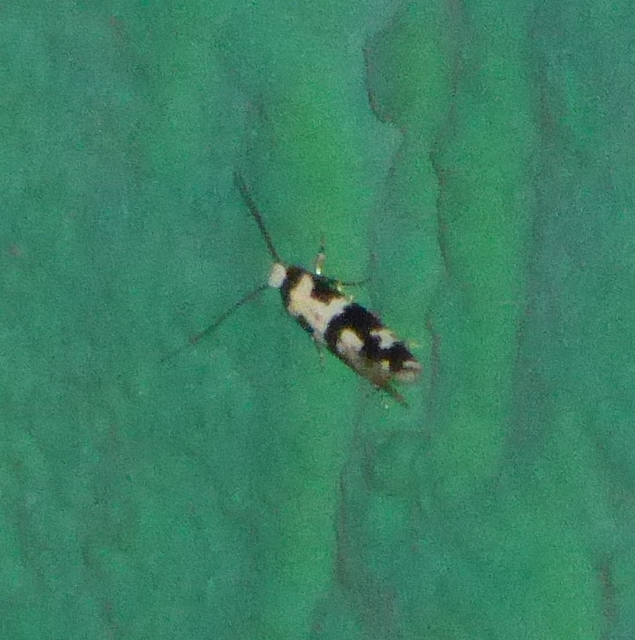 Neurothaumasia ankerella - magyarmoly