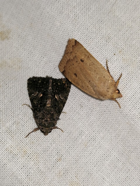 Anophia leucomelas - déli folyófűbagoly